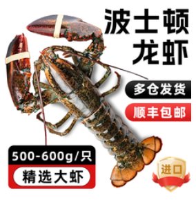 （123积分）尝鲜生鲜活冷冻波士顿