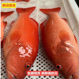 （119积分）东星斑鱼